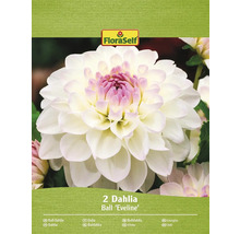 Pachet de dalii sferice din soiul Eveline de la FloraSelf