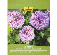 Pachet cu doi dalii decorative pitice Go Go Speckled