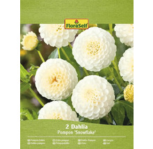 Pachet cu două bulbi de dalie FloraSelf Pompon Snowflake
