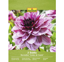 Pachet cu doi Dahlia Decorative Creme de Cassis