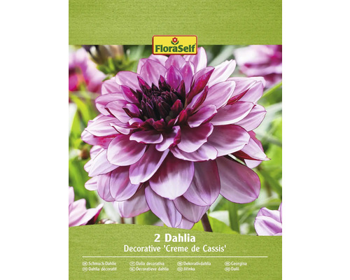 Bulbi de flori FloraSelf dalia Creme de Cassis 2 buc.