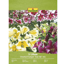 Pachet cu 3 crini din soiul Oriental-Trumpet ''Tree lily'' Mix