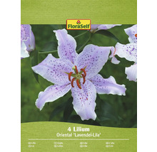 Pachet cu patru crini din soiul Oriental Lavendel-Lila