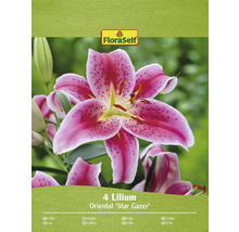 Pachet cu patru crini orientali Star Gazer
