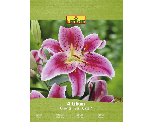 Bulbi de flori FloraSelf crini Stargazer 4 buc.