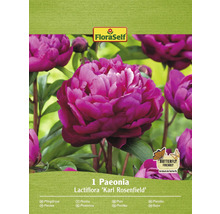 Pachet Paeonia Lactiflora Karl Rosenfield
