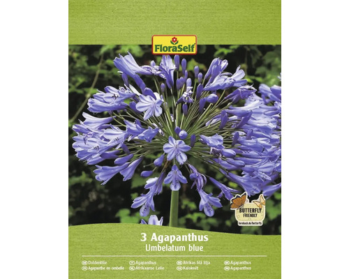 Bulbi de flori FloraSelf crin african Agapanthus albastru 3 buc.