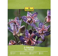 Pachet cu trei plante Tricyrtis Blue Wonder
