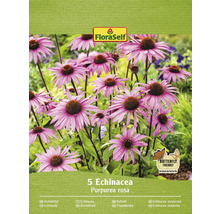 Pachet cu 5 plante FloraSelf Echinacea Purpurea rosa