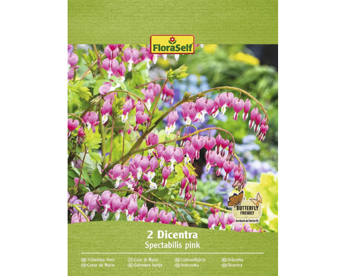 Bulbi de flori FloraSelf cerceii doamnei Spectabilis rosa 2 | HORNBACH