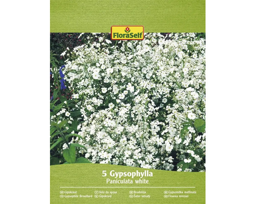 Bulbi de flori FloraSelf Gypsophila Paniculata albă 5 buc.