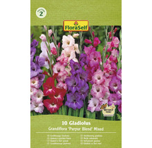 Pachet FloraSelf 10 gladiole Grandiflora ''Purpur Blend'' amestec