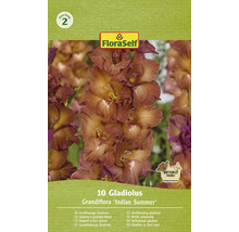 Ambalaj gladiole cu flori mari, soiul Indian Summer