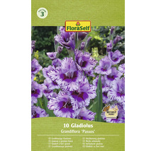 Pachet gladiole cu flori mari, soiul Passos