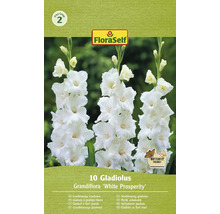 Pachet gladiole cu flori mari soiul ''White Prosperity''