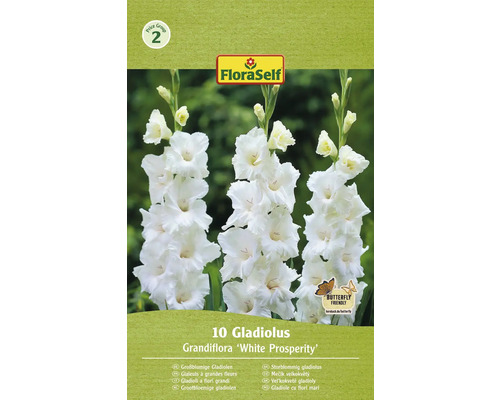 Bulbi de flori FloraSelf gladiole White Prosperity 10 buc.