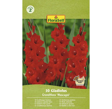 Pachet cu 10 gladiole cu flori mari, soiul ''Mascagni'' de la FloraSelf