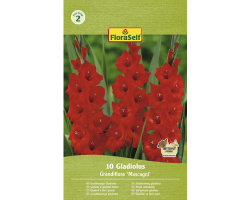 Bulbi de flori FloraSelf gladiole Mascagni 10 buc.