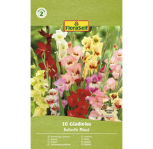 Pachet de 10 bulbi de gladiolă fluture amestecați de la FloraSelf