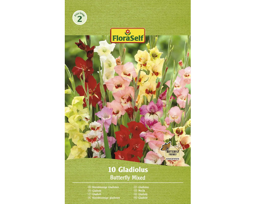 Bulbi de flori FloraSelf gladiole mix Fluturi 10 buc.