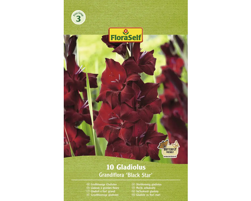 Bulbi de flori FloraSelf gladiole Black Star 10 buc.