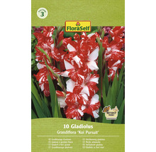 Pachet cu 10 gladiole cu flori mari Grandiflora Koi Pursuit
