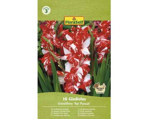 Bulbi de flori FloraSelf gladiole Koi Persuit 10 buc.