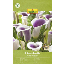 Pachet cu 2 bulbi de Zantedeschia Calla ''Picasso''