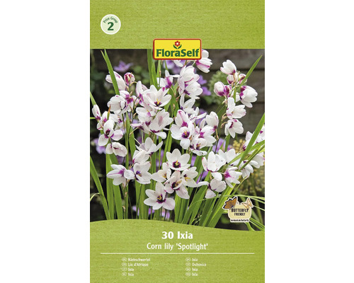 Bulbi de flori FloraSelf Ixia Spotlight 30 buc.