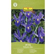 Pachet cu 20 bulbi de iris olandez albastru