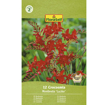 FloraSelf Montbretia Lucifer, 12 bucăți, flori de grădină