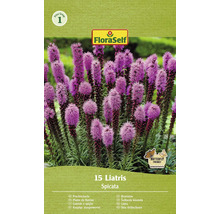 Bulbi de flori FloraSelf Liatris Spicata albastru 15 buc.