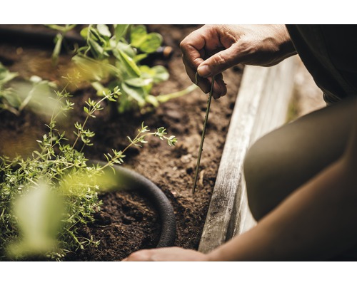 Persoană care fixează furtunul de irigare în grădina supraînălțată cu ajutorul țărușilor