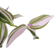 Planta de interior Tradescantia cu frunze dungate.