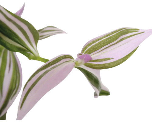 Planta de interior Tradescantia cu frunze dungate.