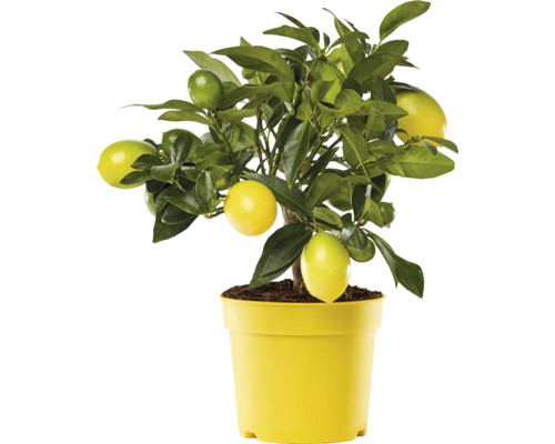 Limequat mini FloraSelf Citrus limonella H ca. 20 cm ghiveci Ø 12 cm
