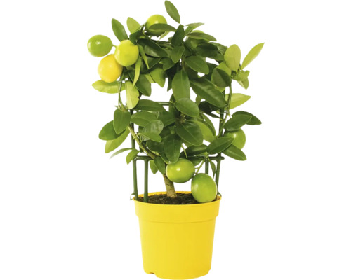 Limequat mini pe spalier FloraSelf Citrus limonella H ca. 22 cm ghiveci Ø 12 cm