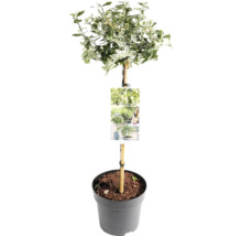 Euonymus fortunei ca arbore în ghiveci