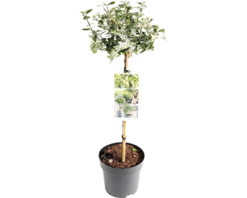 Euonymus fortunei ca arbore în ghiveci
