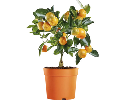 Calamondin mini FloraSelf Citrus calamondin ghiveci Ø 12 cm