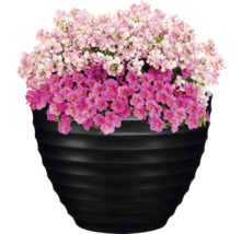 Ghiveci cu flori gemene