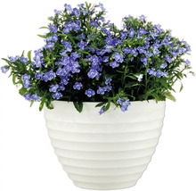 Arbust cu flori albastre în ghiveci alb pentru grădină