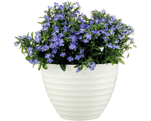 Arbust cu flori albastre în ghiveci alb pentru grădină