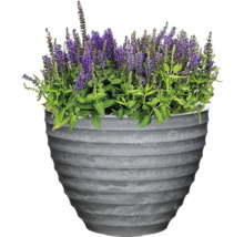 Salvie în ghiveci gri
