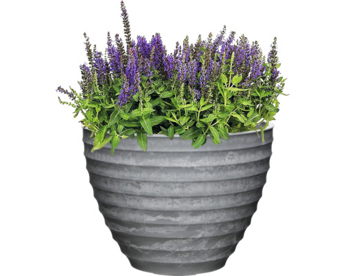 Salvie în ghiveci gri