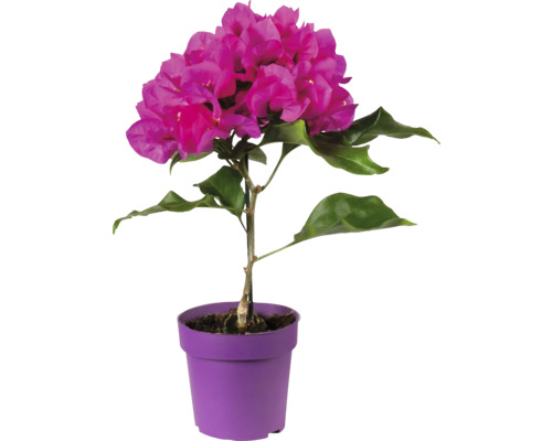 Floare de hârtie FloraSelf Bougainvillea Vera Deep Purple ghiveci Ø 9 cm
