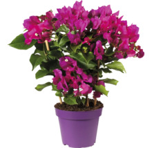 Floare de hârtie pe spalier FloraSelf Bougainvillea Vera Purple H 35 cm ghiveci Ø 14 cm