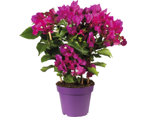 Floare de hârtie pe spalier FloraSelf Bougainvillea Vera Purple H 35 cm ghiveci Ø 14 cm Floare de hârtie pe spalier FloraSelf Bougainvillea Vera Purple H 35 cm ghiveci Ø 14 cm