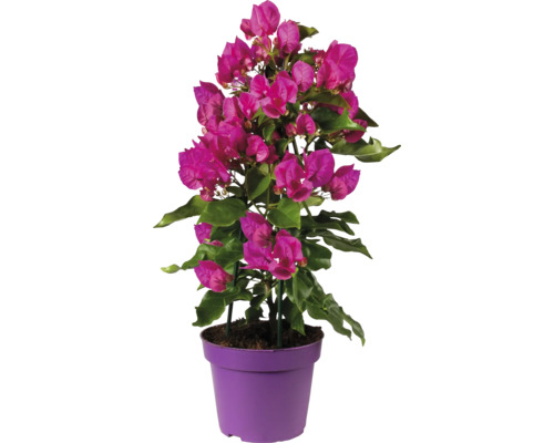 Floare de hârtie FloraSelf Bougainvillea Vera Deep Purple ghiveci Ø 14 cm