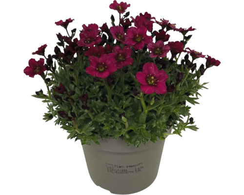 Saxifraga înflorită în ghiveci